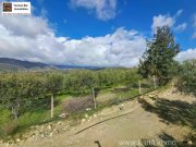 Galia Kreta, Galia Ein Olivenhain mit Persönlichkeit 3.805m² Grundstück kaufen